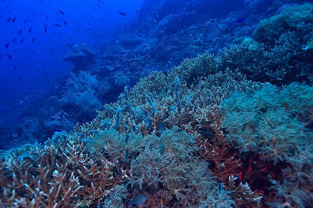 podwodny świat / błękitne morze bezdroża, światowy ocean, niesamowite podwodne