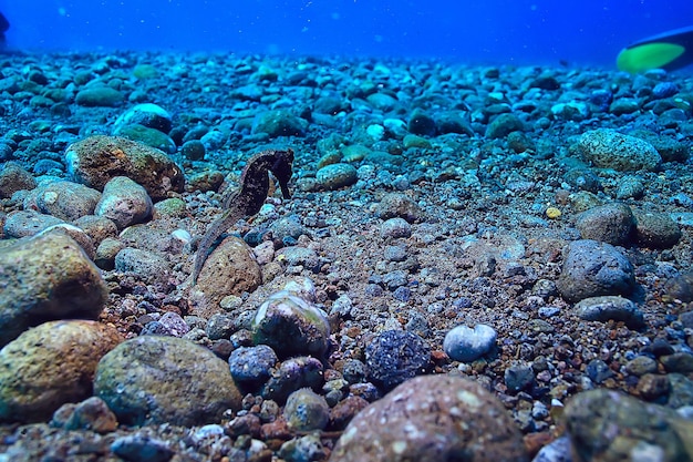 podwodny świat / błękitne morze bezdroża, światowy ocean, niesamowite podwodne