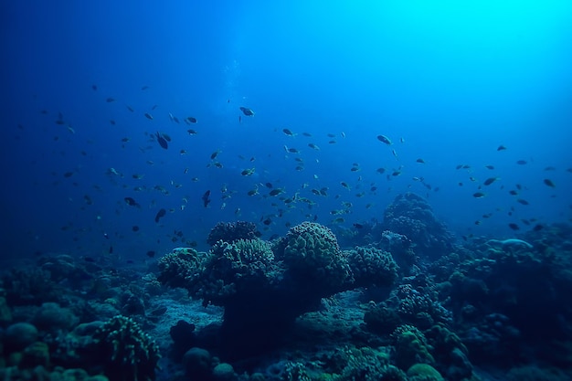 podwodny świat / błękitne morze bezdroża, światowy ocean, niesamowite podwodne