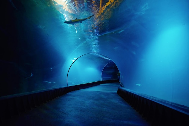 Podwodny tunel do oceanarium