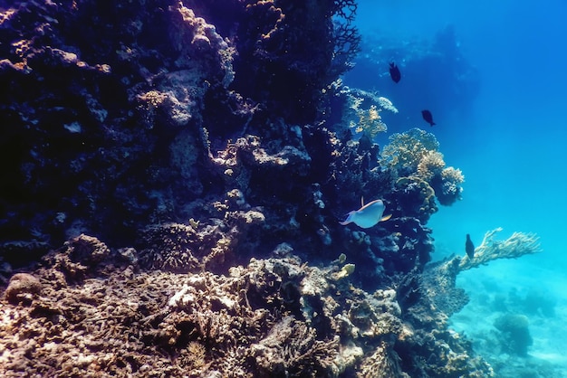Podwodny widok na rafę koralową Tropikalne wody