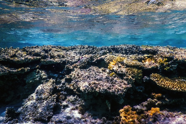 Podwodny widok na rafę koralową, wody tropikalne, życie morskie