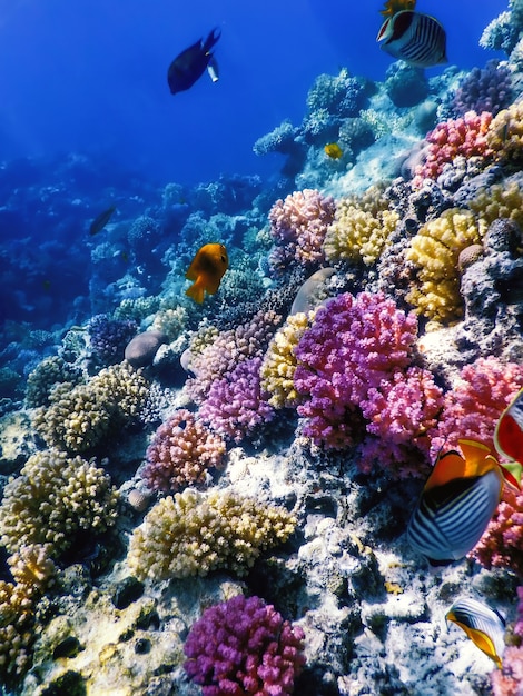 Podwodny widok na rafę koralową, wody tropikalne, życie morskie