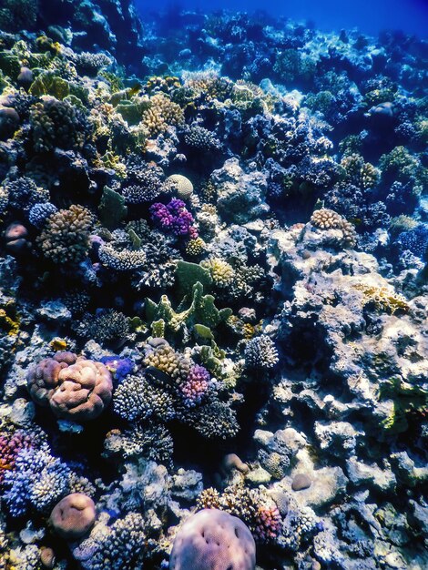 Podwodny widok rafy koralowej Wody tropikalne Życie morskie