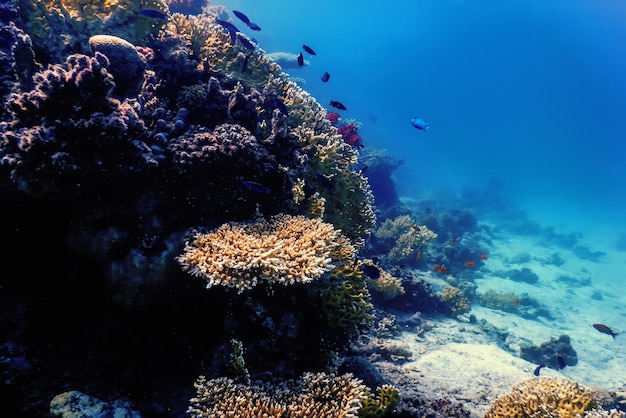 Podwodny widok rafy koralowej Wody tropikalne