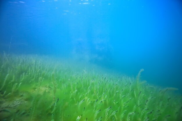 podwodny zielony krajobraz / przyroda podwodne eko ekologia jezioro, dzikie nurkowanie