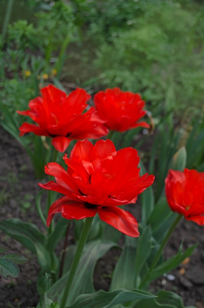 Podwójny czerwony piwonia tulipan Czerwona księżniczka