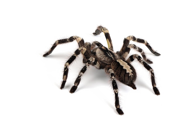 Poecilotheria Regalis Tarantula Na Białym Tle Regalis Tarantula Zbliżenie Na Białym Tle