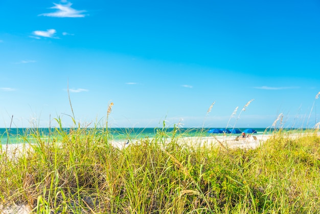 Zdjęcie pogodna plaża z trawą i niebieskim niebem w floryda