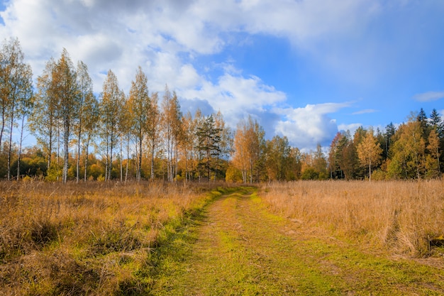 Pogodny jesień krajobraz w polu. Natura Rosji. Złota jesień. Żółte drzewa