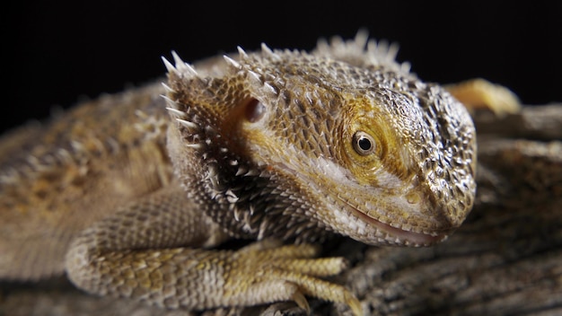 Pogona Vitticeps lub Brodaty smok z bliska Duża jaszczurka siedzi i uważnie słucha