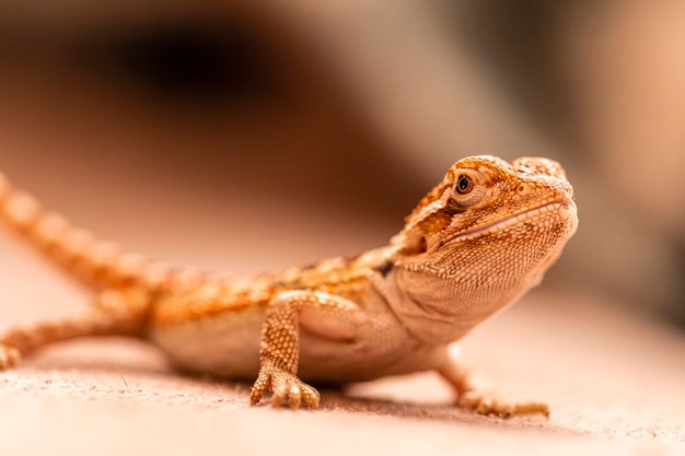 Pogona vitticeps, środkowy smok brodaty, to gatunek jaszczurki agamidowej