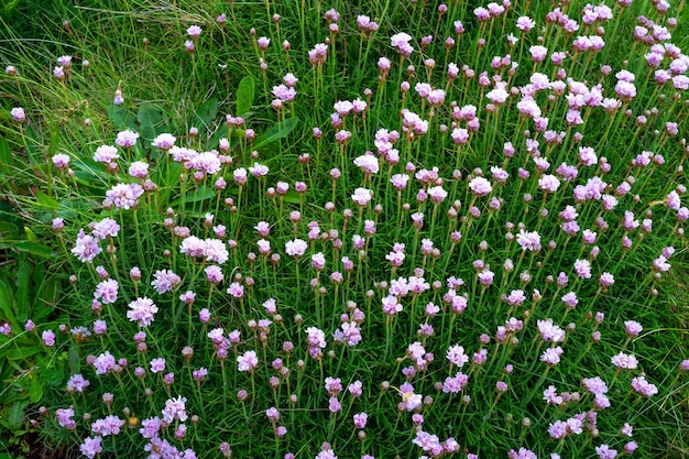 Zdjęcie poium seaside forb łąka dzikie cebule chive allium schoenoprasum kwiaty