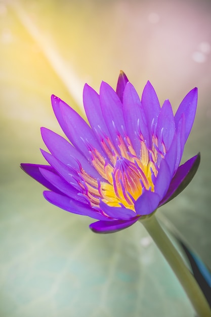 Pojawienie się purpurowego kwiatu lotosu jest piękne