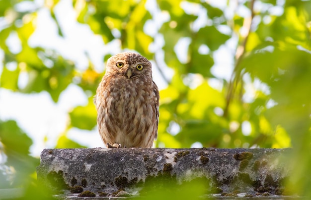 Pójdźka Athene noctua Ptak siedzi na dachu starego domu