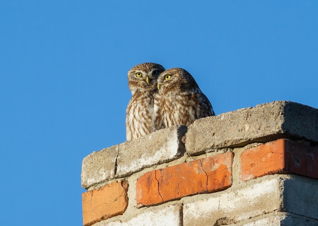 Pójdźka Athene noctua Rodzina ptaków siedzi na kominie na dachu domu