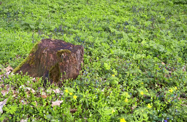 Pojęcie ekoturystyki. Stary pień w wiosennym lesie