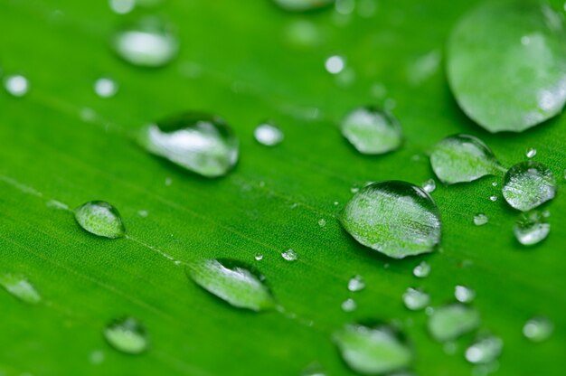 Pojęcie miłości środowisko zielone świat Kropelki wody na liściach Niewyraźne tło bokeh