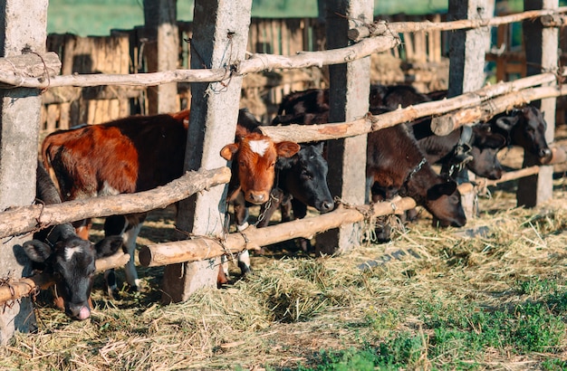 Pojęcie Rolnictwa, Hodowli I Hodowli Zwierząt. Stado Krów W Oborze Na Fermie Mlecznej