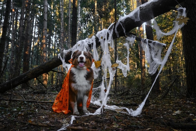 Pojęcie zwierząt domowych jako ludzi Szczęśliwy owczarek australijski siedzi świętuje Halloween w lesie