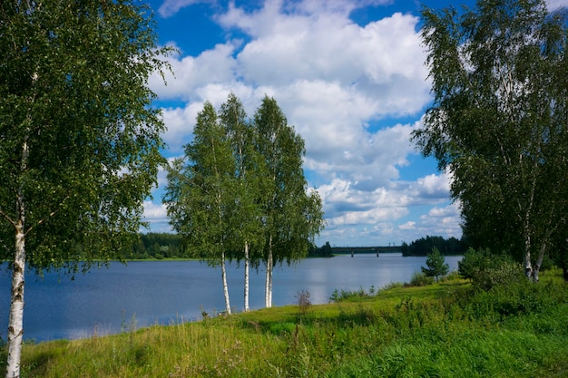 Pojedyncza brzoza stojąca nad wodą w letni dzień