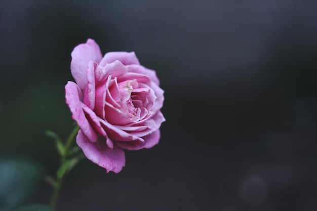 pojedyncza jasnoróżowa główka kwiatu róży na szarym tle