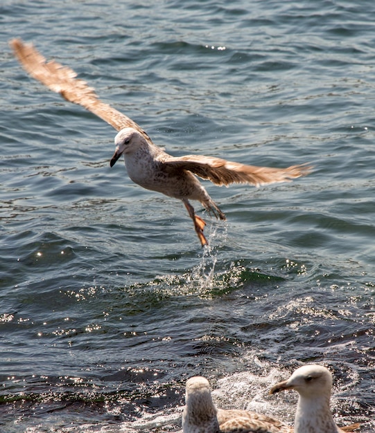 Pojedyncza mewa latająca nad morzem