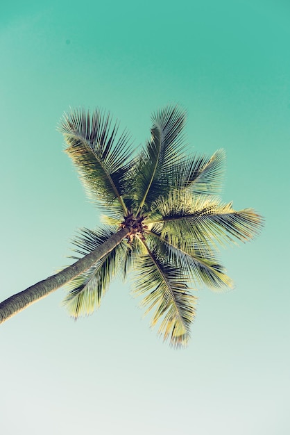 Zdjęcie pojedyncza palma nad błękitnym niebem tropikalna podróż wakacje tło z miejsca na kopię