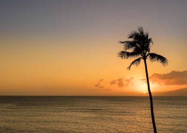 Pojedyncza palma w sylwetce o zachodzie słońca na Maui