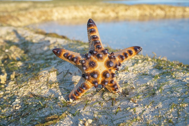 Pojedyncza Rozgwiazda leży na Piasku Plaży