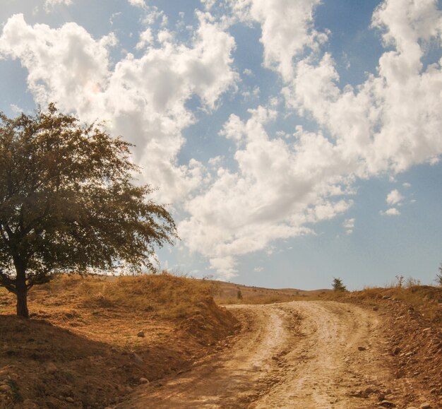 Pojedyncze drzewo w pobliżu wiejskiej drogi na tle nieba