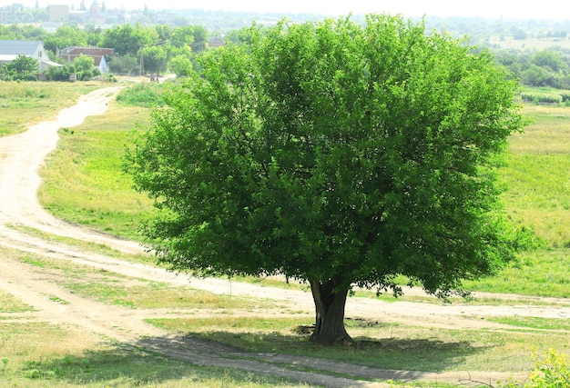 Zdjęcie pojedyncze duże stare drzewo na zewnątrz
