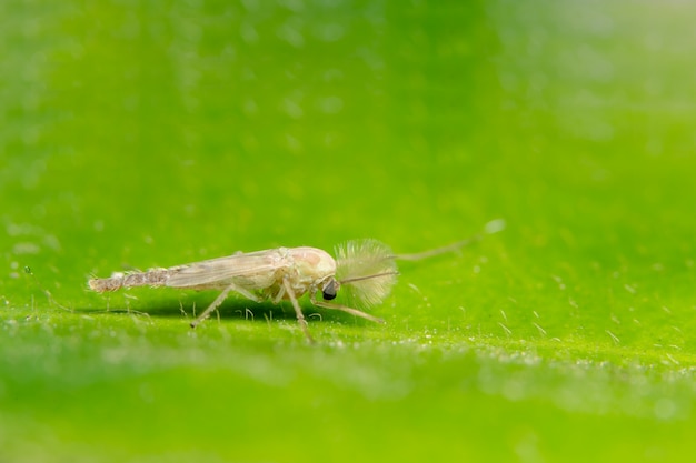 pojedyncze fauny chironomidae mężczyzna nikt fotografia