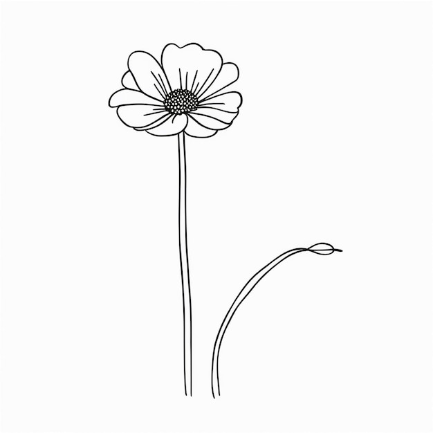 Pojedyncze rysunki kwiatów botanicznych Czarno-białe z ilustracjami