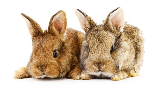 Pojedyncze zdj?cia dwóch królików bunny.