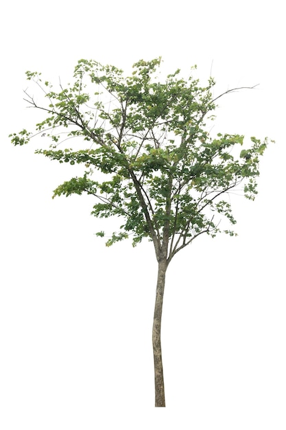 Pojedyncze żywe drzewo na białym tle wycinanka i koncepcja natury