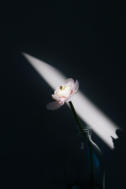 Pojedynczy Biały Jaskier Z Kwiatem Jaskier W Wazonie W Kształcie Szklanej Butelki W Wiązce światła Słonecznego Na Minimalnym Czarnym Tle Z Kopią Miejsca Kompozycja Kwiatowa Tapeta Botaniczna Lub Kartka Z życzeniami