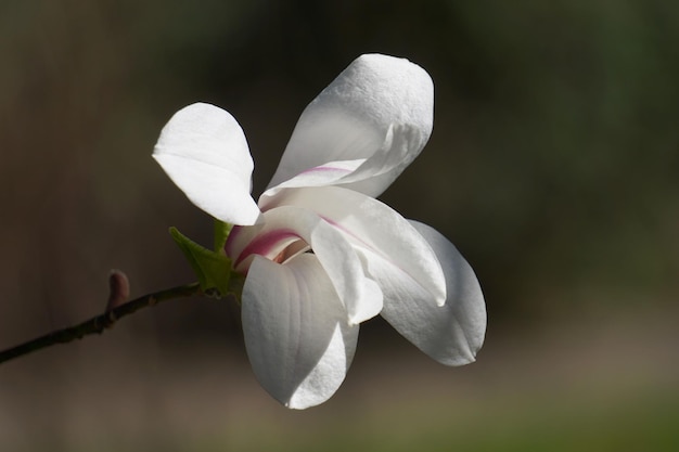 Pojedynczy biały kwiat magnolii niewyraźne tło