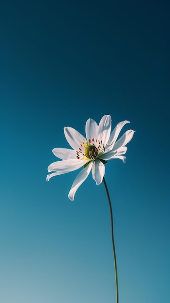 pojedynczy biały kwiat z niebieskim niebem na tle