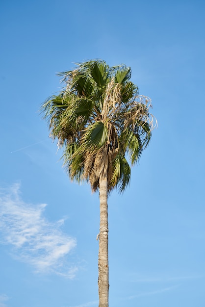 Pojedynczy drzewko palmowe na jasnym niebieskiego nieba tle