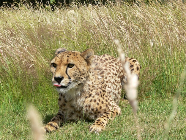 Pojedynczy gepard na zewnątrz w środowisku zoo