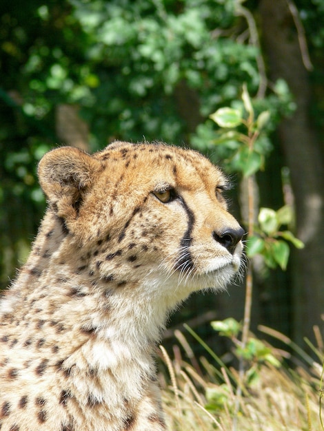 Pojedynczy gepard na zewnątrz w środowisku zoo