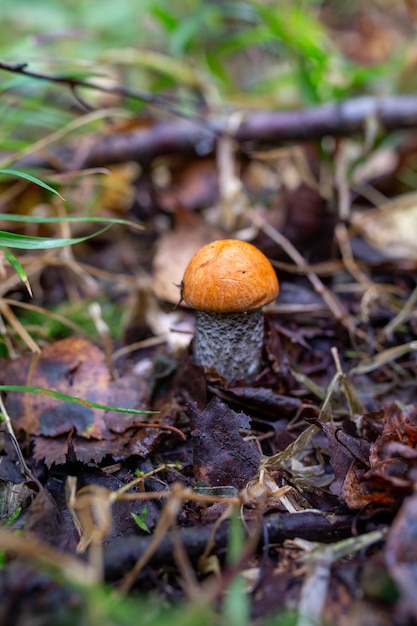 Pojedynczy Grzyb Orangecap Na Tle Jesiennego Lasu Mała Fotografia Makro Borowików