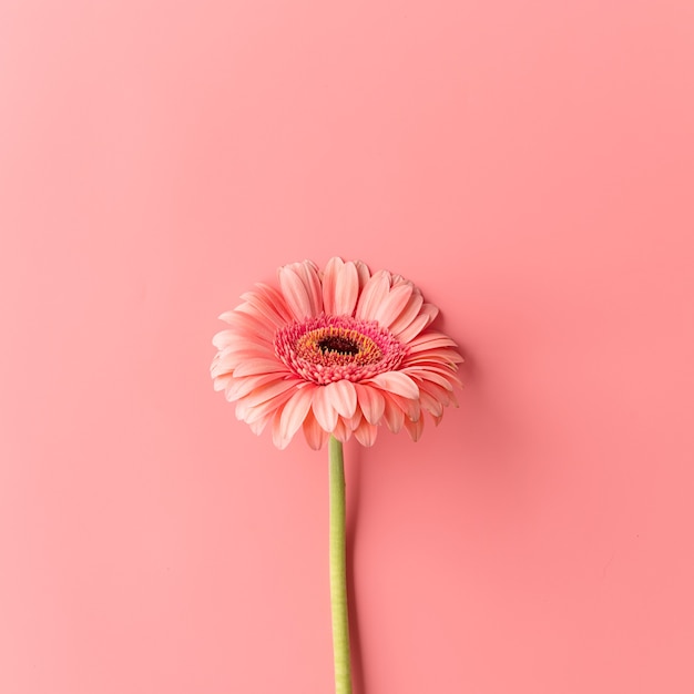 Pojedynczy kwiat stokrotka Gerbera na różowym tle. Minimalna konstrukcja płaska. Pastelowe kolory