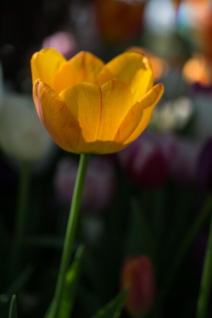 Pojedynczy kwiat tulipana w sezonie wiosennym