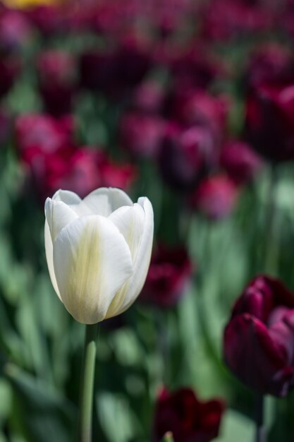 Pojedynczy kwiat tulipana w sezonie wiosennym