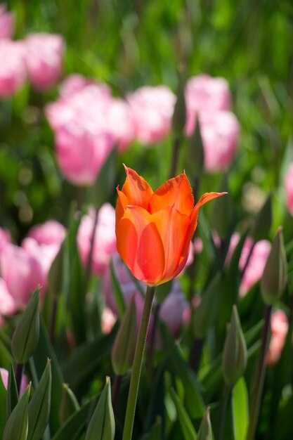 Pojedynczy kwiat tulipana w sezonie wiosennym