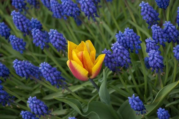 Pojedynczy kwiat tulipana w sezonie wiosennym