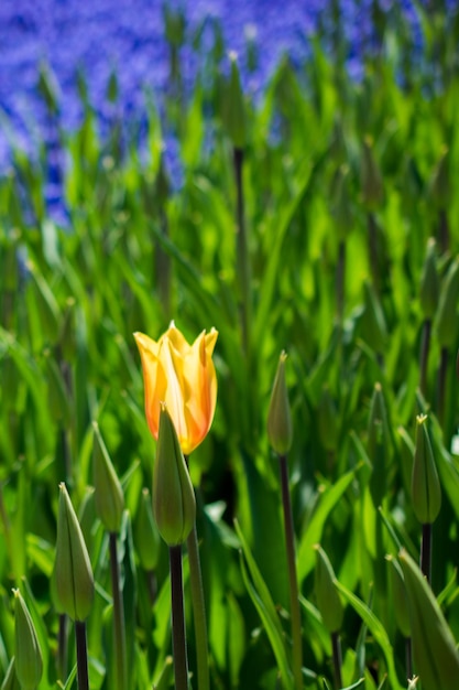 Pojedynczy kwiat tulipana w sezonie wiosennym