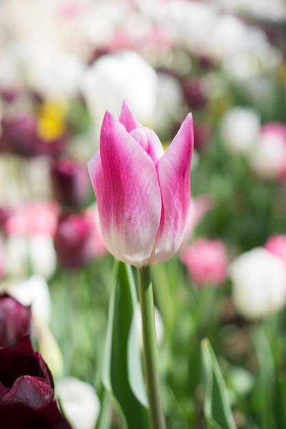 Pojedynczy kwiat tulipana w sezonie wiosennym